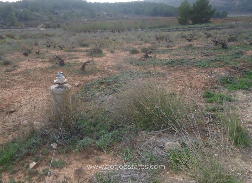 Revente - Terrain - Terrain - Pinoso - Pinoso Centro