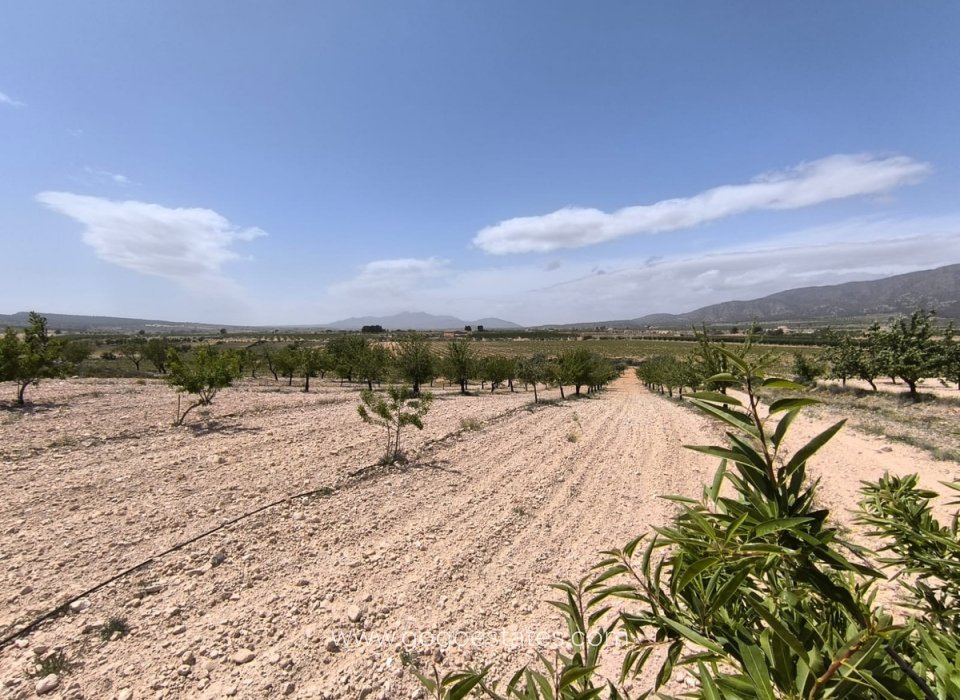 Revente - Terrain - Terrain - Pinoso - Pinoso Centro