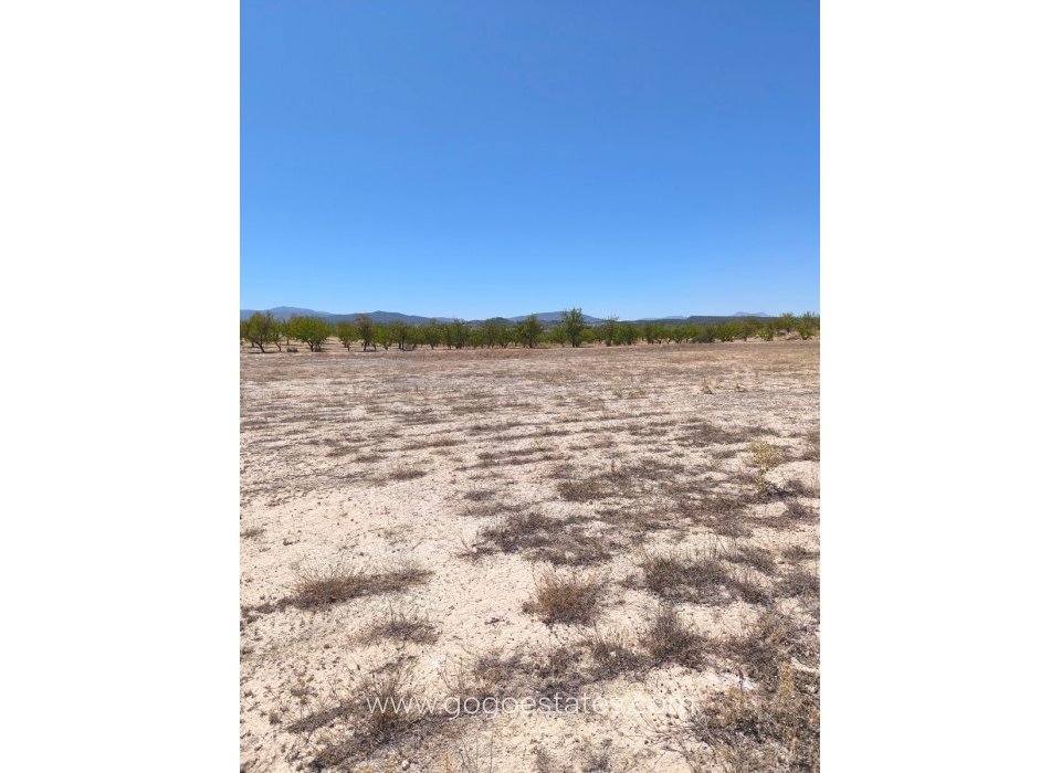 Revente - Terrain - Terrain - Pinoso - Pinoso Centro