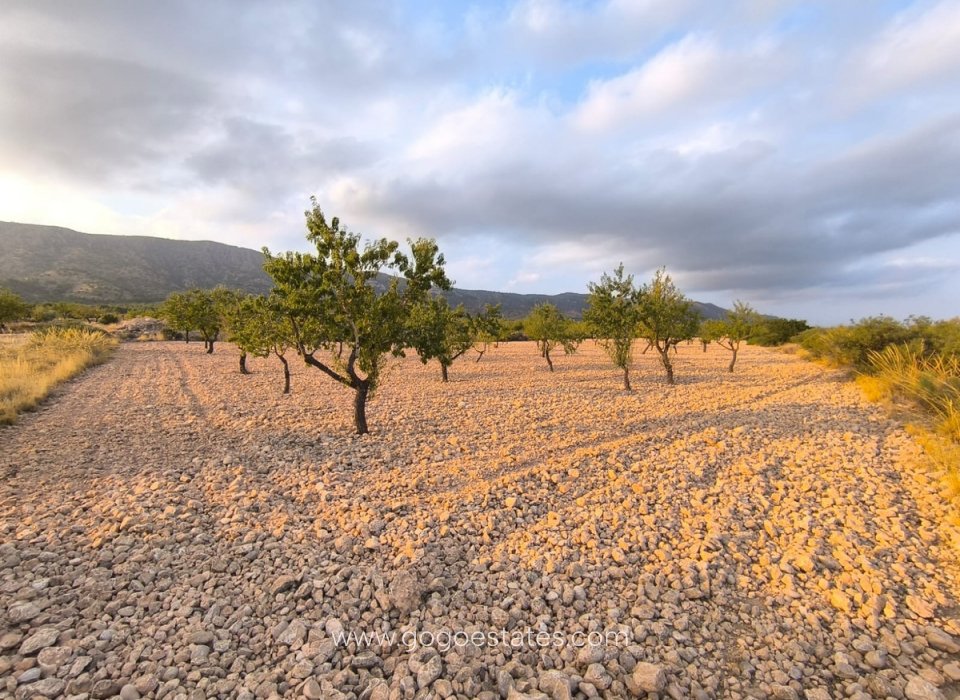 Revente - Terrain - Terrain - Pinoso - Pinoso Centro