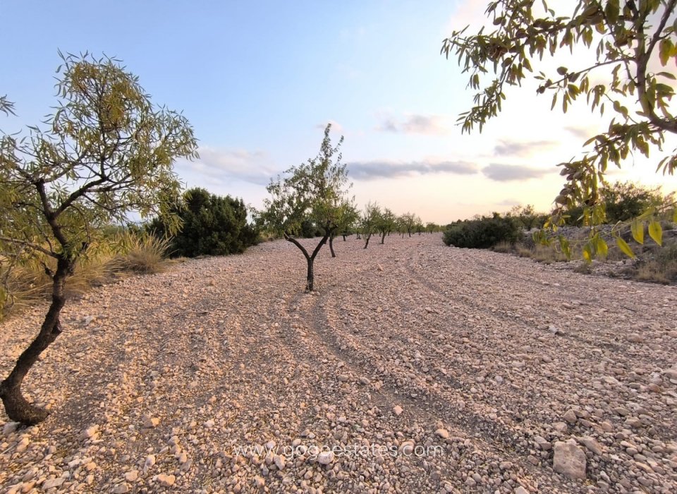 Revente - Terrain - Terrain - Pinoso - Pinoso Centro