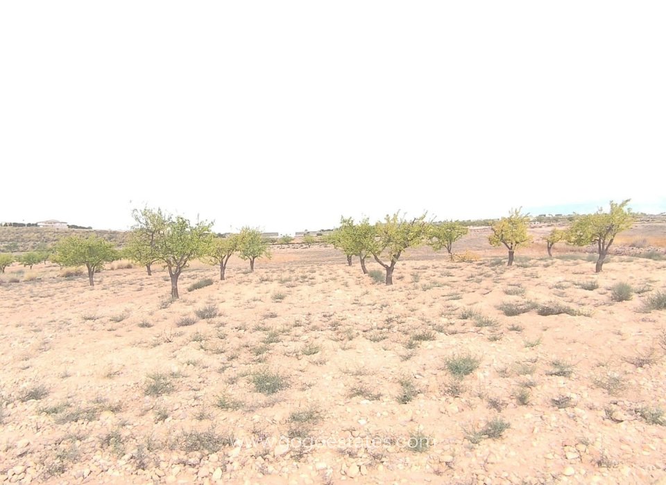 Revente - Terrain - Terrain - Pinoso - Pinoso Centro