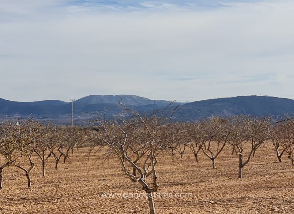 Revente - Terrain - Terrain - Yecla - Raspay