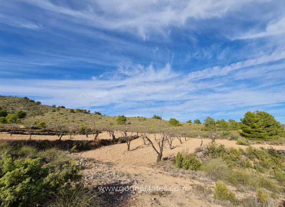 Revente - Terrain - Terrain - Yecla - Raspay