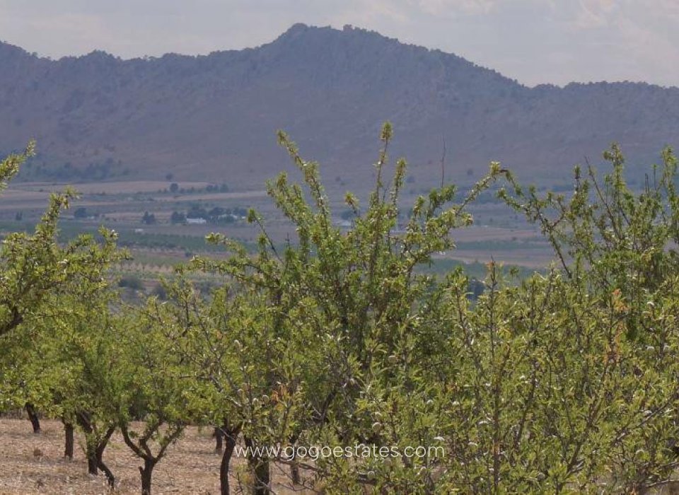 Revente - Terrain - Terrain - Yecla - Yecla Centro