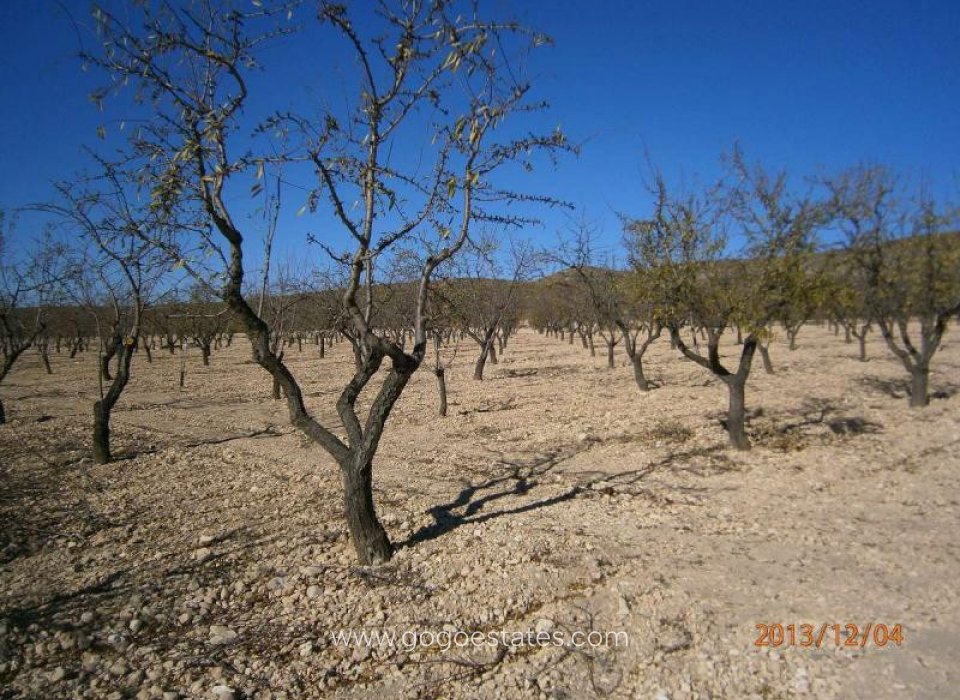 Revente - Terrain - Terrain - Yecla - Yecla Centro