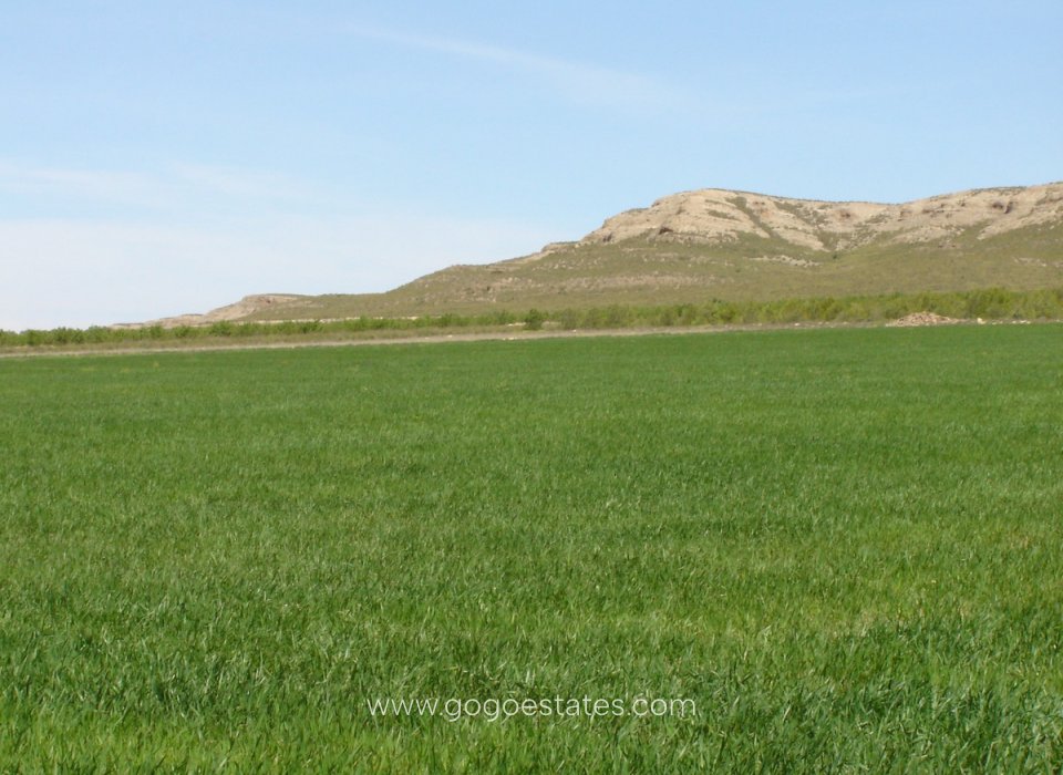 Revente - Terrain - Terrain - Yecla - Yecla Centro