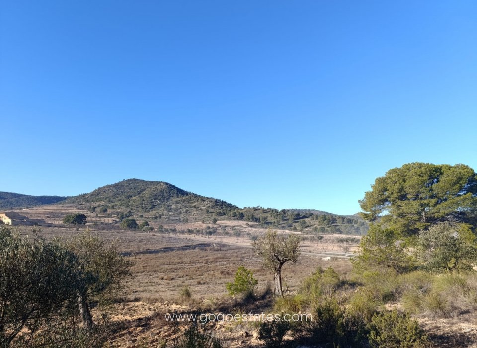 Revente - Terrain - Terrain - Yecla - Yecla Centro