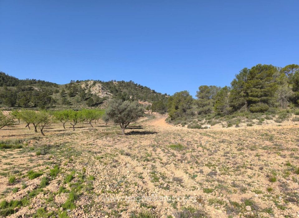 Revente - Terrain - Terrain - Yecla - Yecla Centro