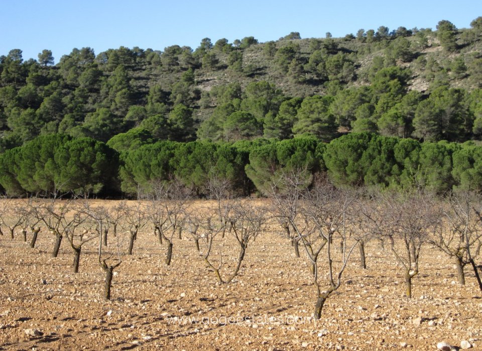 Revente - Terrain - Terrain - Yecla - Yecla Centro