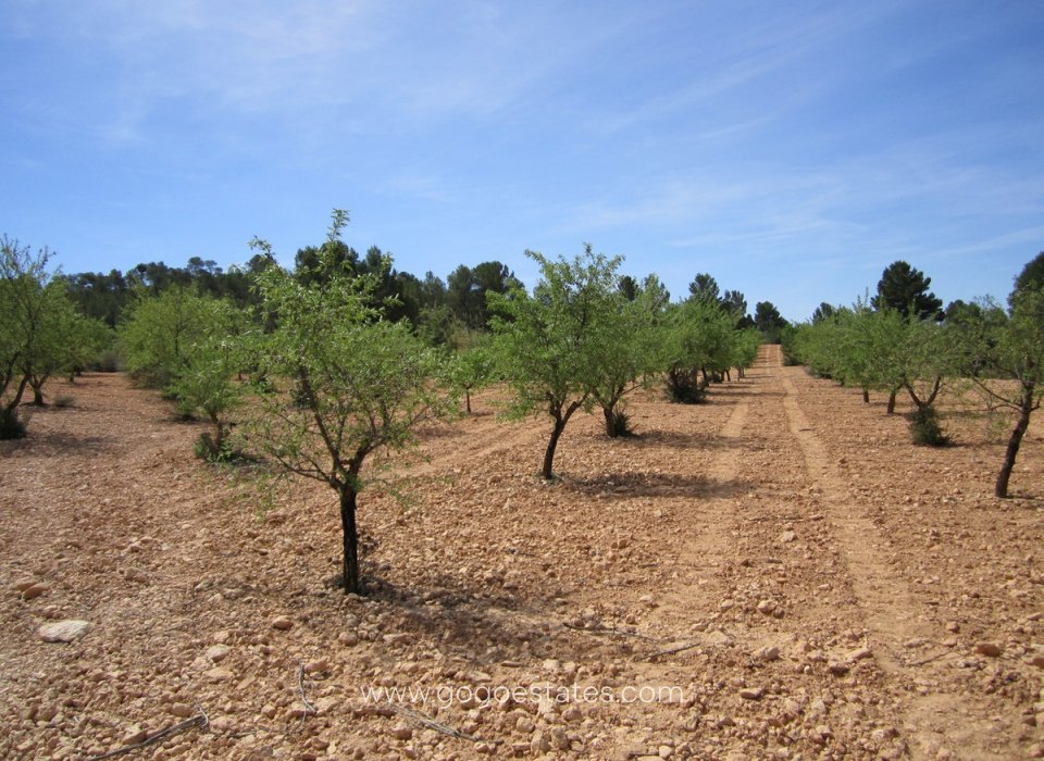 Revente - Terrain - Terrain - Yecla - Yecla Centro