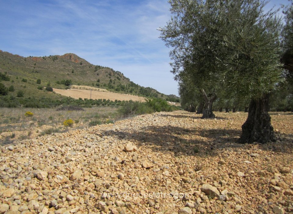 Revente - Terrain - Terrain - Yecla - Yecla Centro