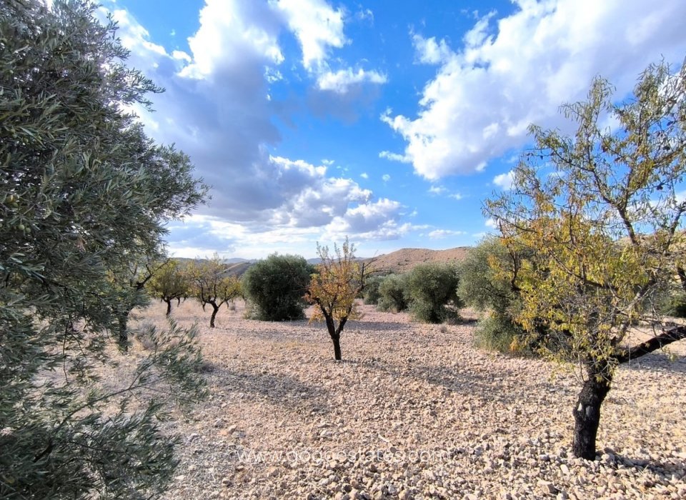 Revente - Terrain - Terrain - Yecla - Yecla Centro