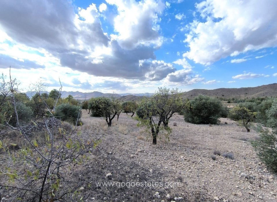Revente - Terrain - Terrain - Yecla - Yecla Centro