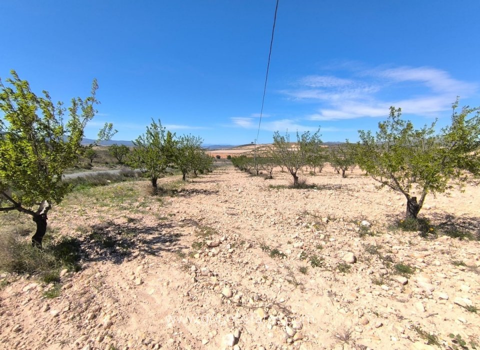 Te koop - Parcela - Jumilla - Jumilla Centro