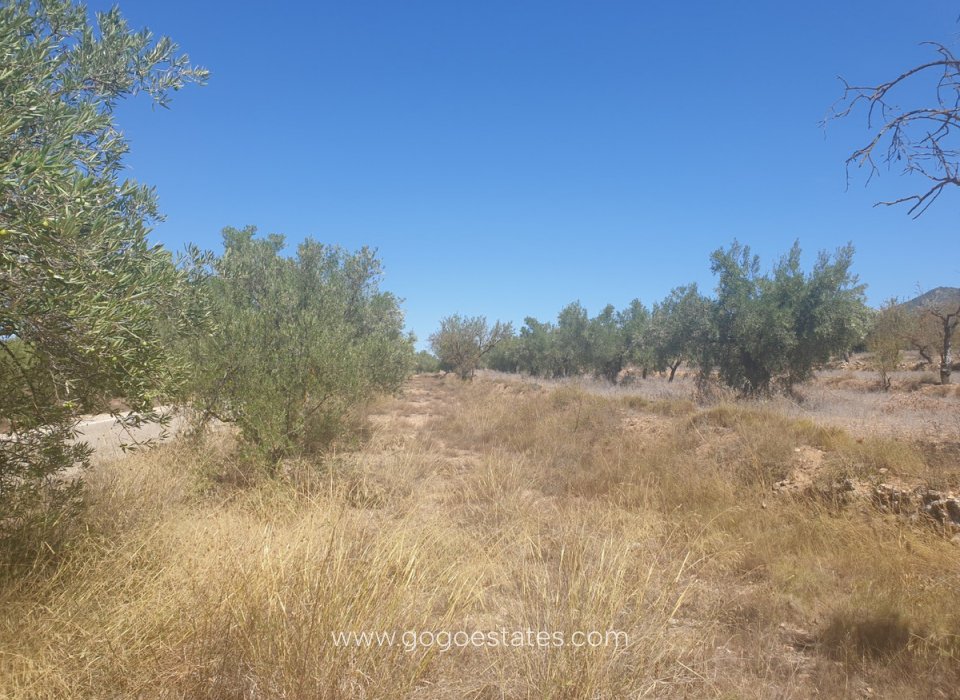 Te koop - Perceel - Land - Biar - Biar Centro