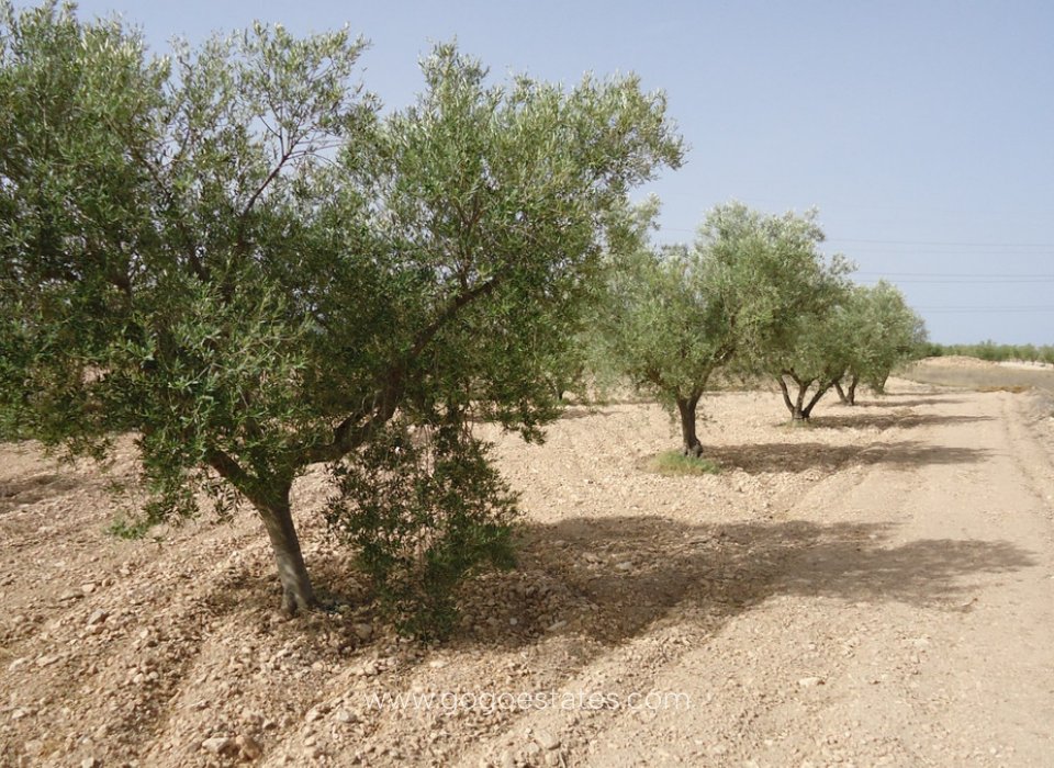 Te koop - Perceel - Land - Jumilla - Cañada del Trigo