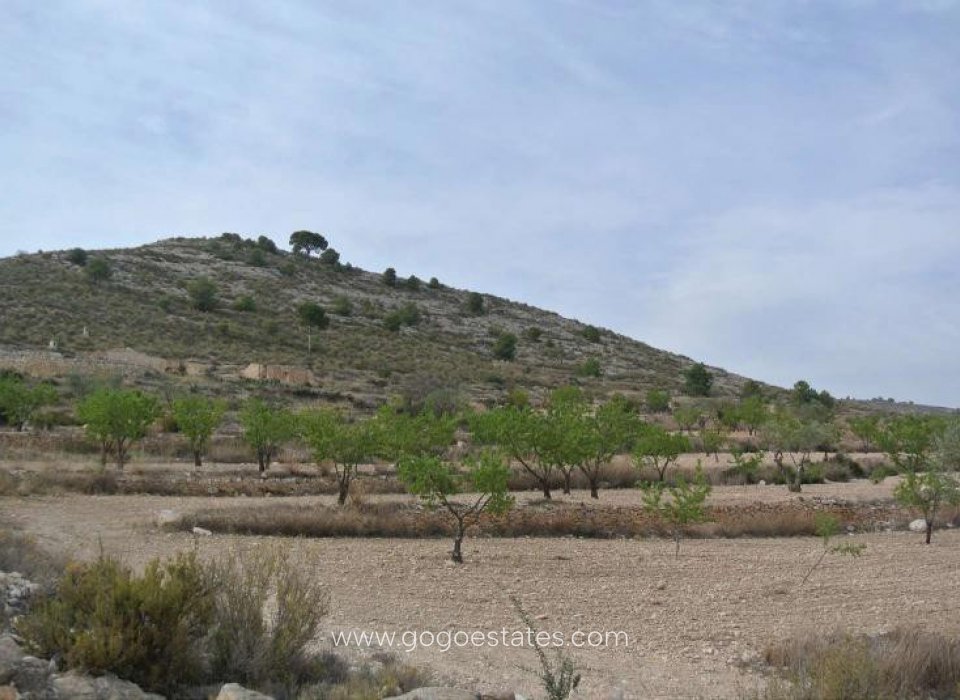 Te koop - Perceel - Land - Jumilla - Jumilla Centro