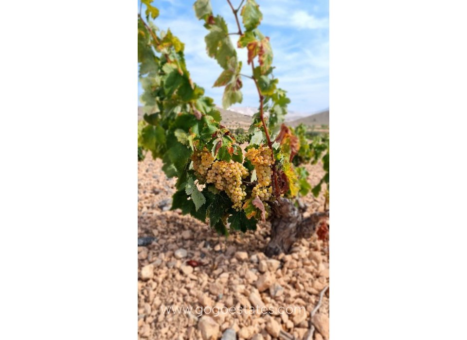 Te koop - Perceel - Land - Murcia - Abanilla Centro