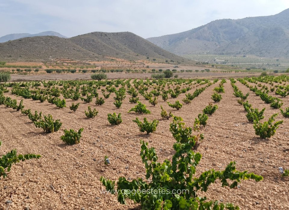 Te koop - Perceel - Land - Murcia - Abanilla Centro