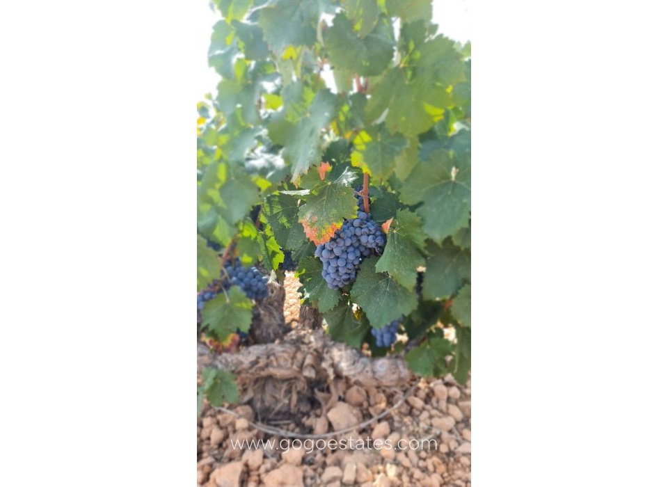 Te koop - Perceel - Land - Murcia - Abanilla Centro