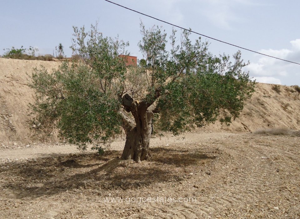 Te koop - Perceel - Land - Murcia - Abanilla Centro