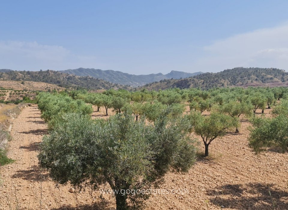 Te koop - Perceel - Land - Murcia - Abanilla Centro