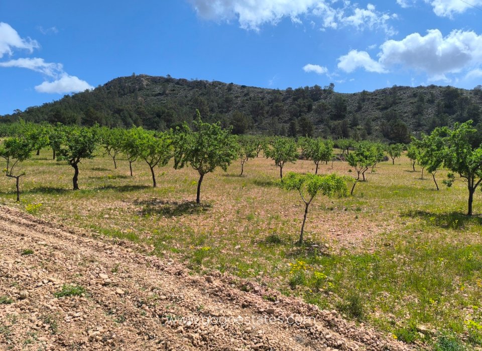 Te koop - Perceel - Land - Orihuela - Orihuela Centro