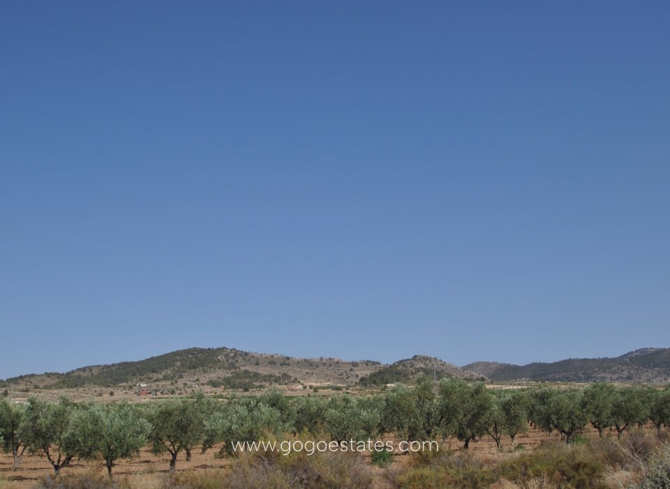 Te koop - Perceel - Land - Pinoso - Pinoso Centro