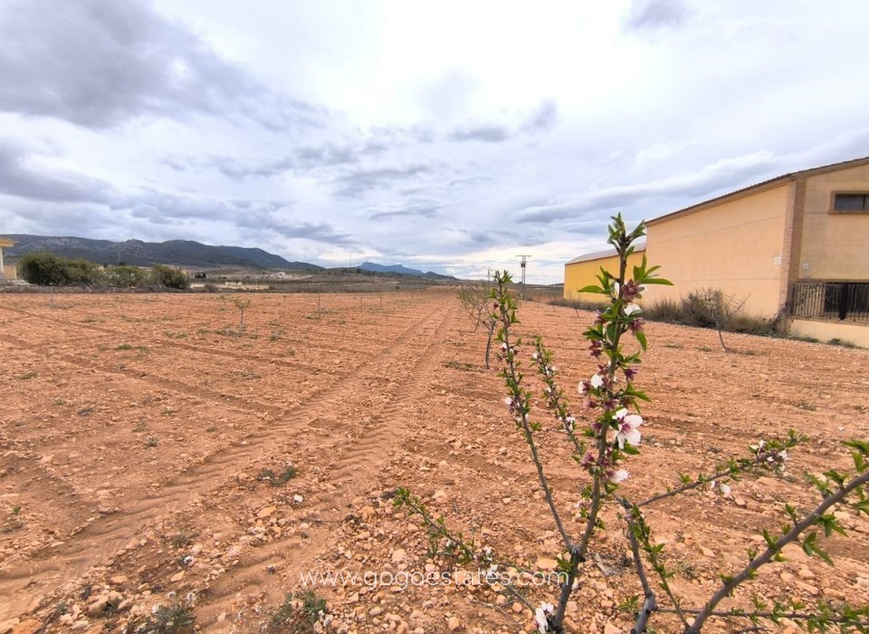 Te koop - Perceel - Land - Pinoso - Pinoso Centro