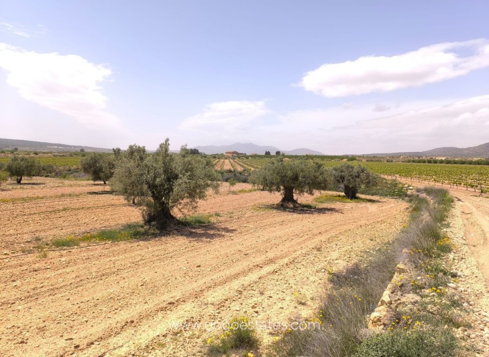 Te koop - Perceel - Land - Pinoso - Pinoso Centro