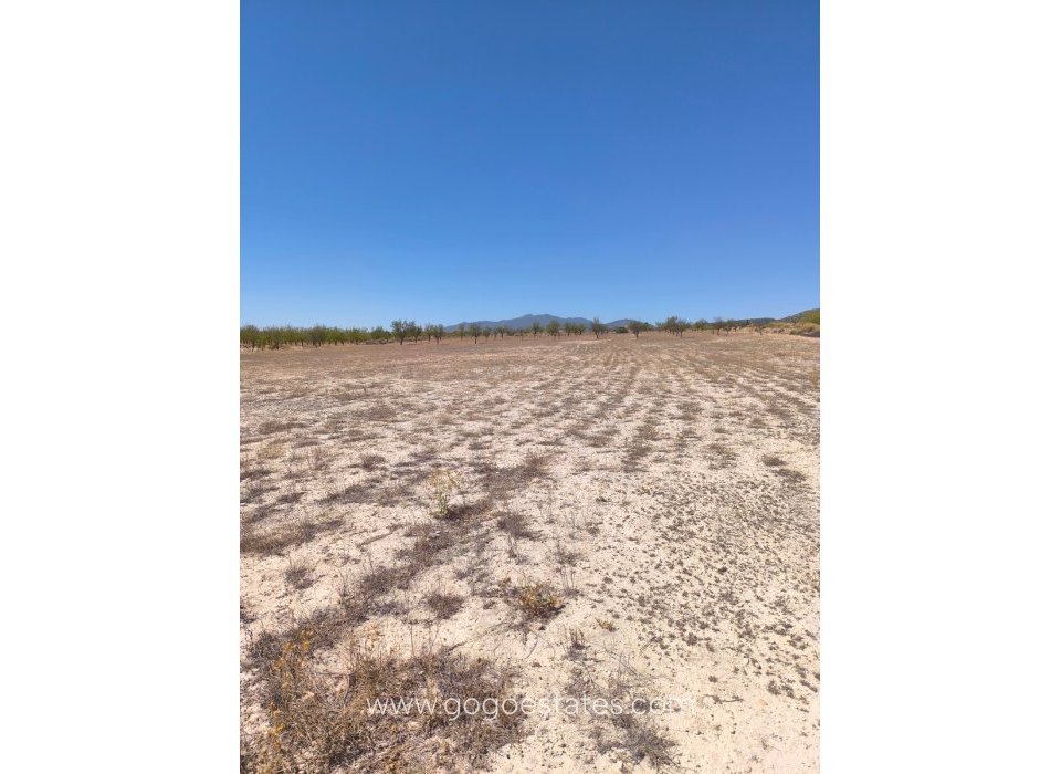 Te koop - Perceel - Land - Pinoso - Pinoso Centro