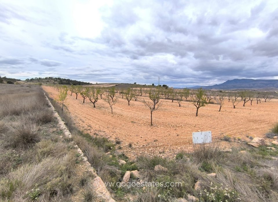 Te koop - Perceel - Land - Pinoso - Pinoso Centro