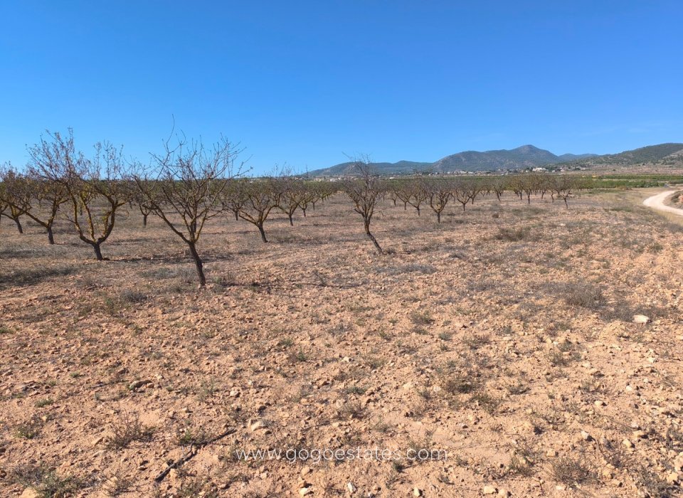 Te koop - Perceel - Land - Pinoso - Pinoso Centro