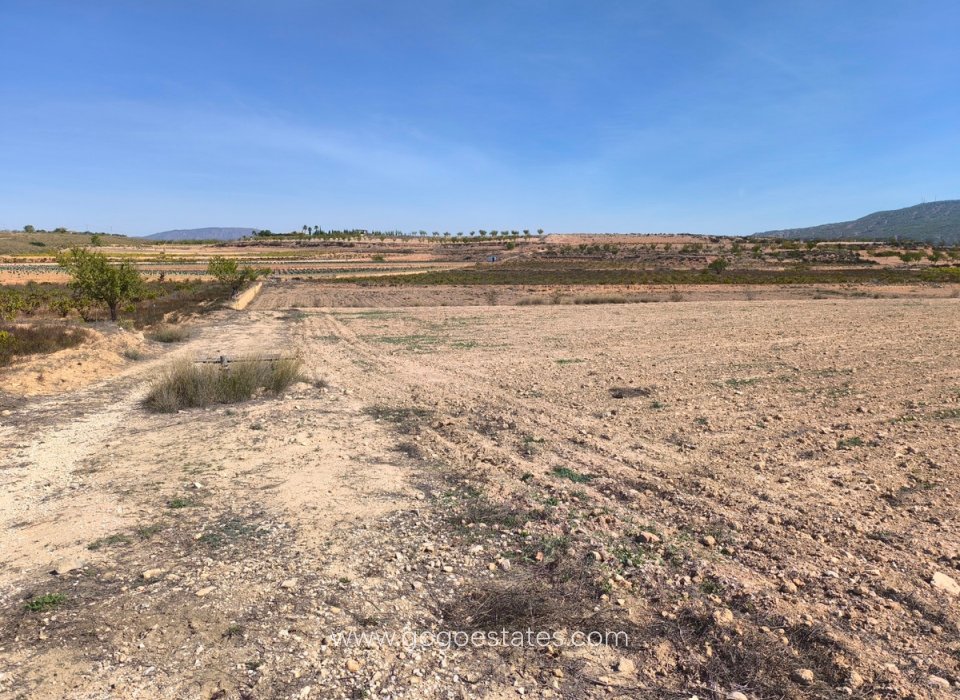 Te koop - Perceel - Land - Pinoso - Pinoso Centro