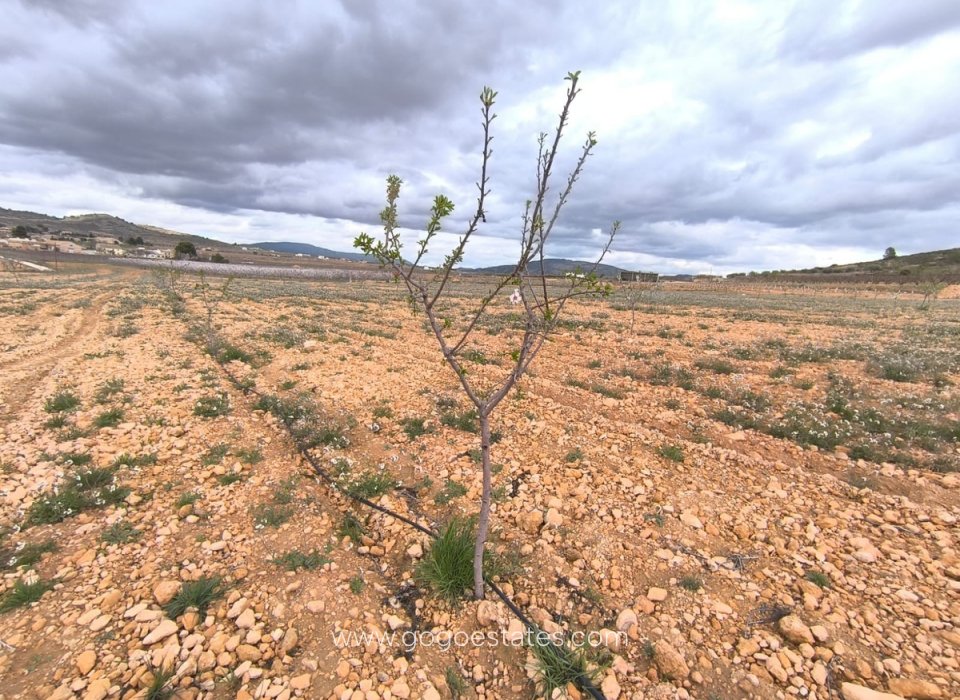Te koop - Perceel - Land - Yecla - Raspay