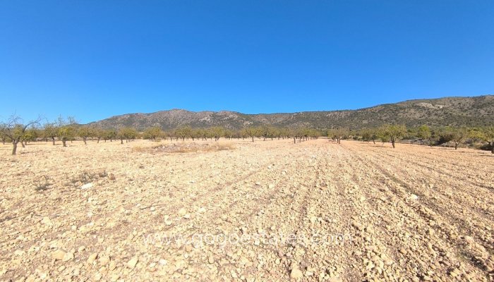 Terrain - Terrain - Revente - Monóvar - Monòver - Monóvar - Monòver Centro