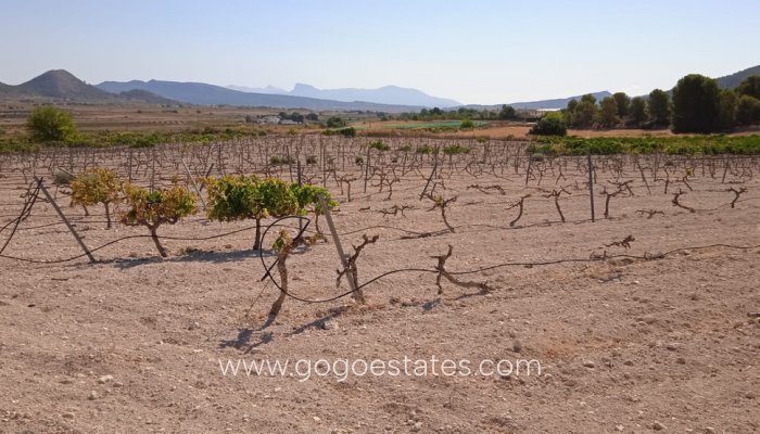 Terrain - Terrain - Revente - Pinoso - Pinoso Centro