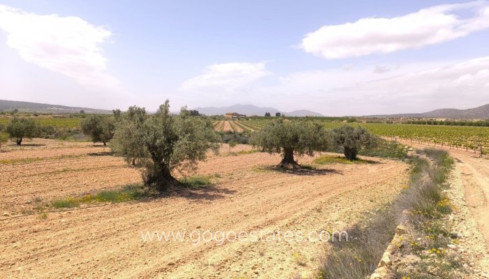 Terrain - Terrain - Revente - Pinoso - Pinoso Centro