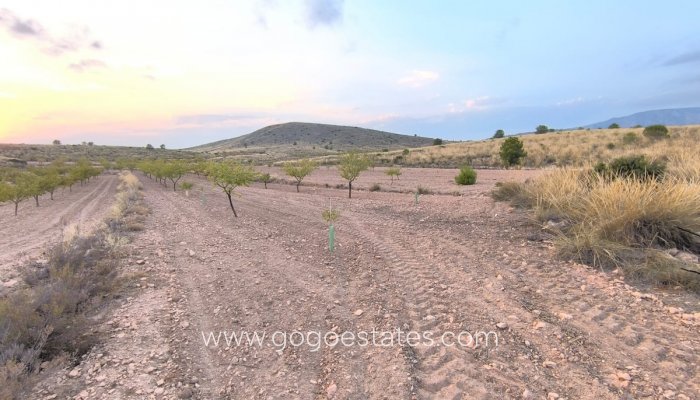 Terrain - Terrain - Revente - Pinoso - Pinoso Centro
