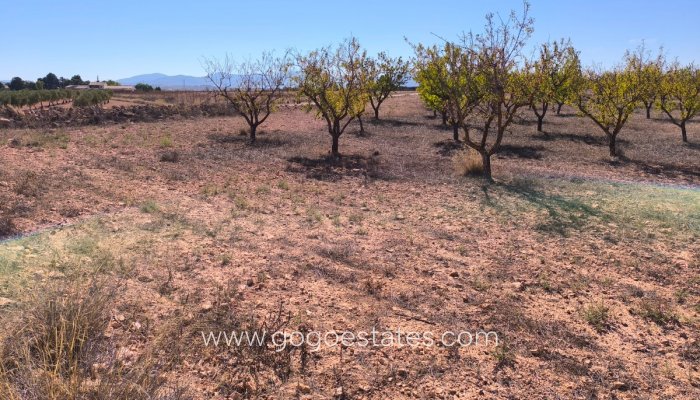 Terrain - Terrain - Revente - Pinoso - Pinoso Centro