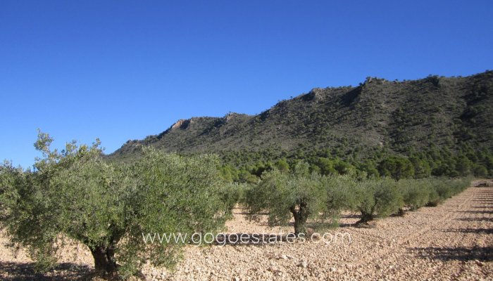 Terrain - Terrain - Revente - Yecla - Yecla Centro