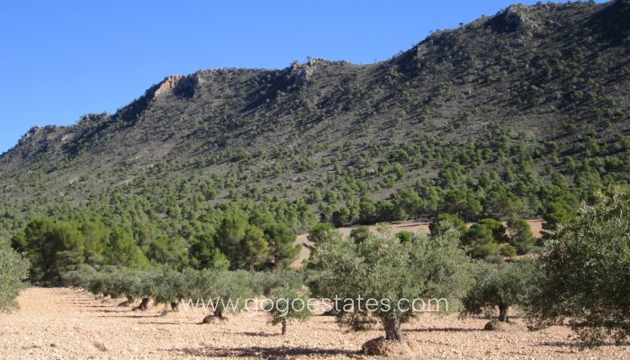 Terrain - Terrain - Revente - Yecla - Yecla Centro
