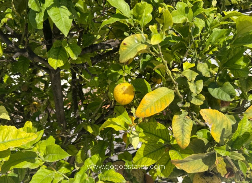 Venta - Casa - Chalet Independiente - Torrevieja - Torrevieja Centro