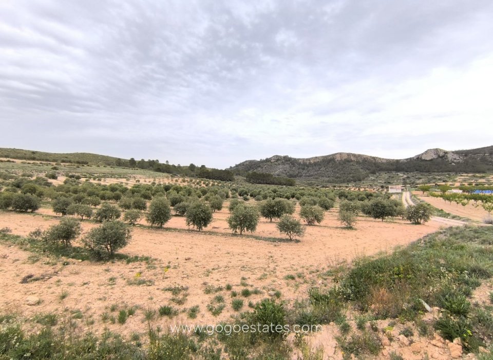 Venta - Casa - Finca - Cortijo - Jumilla - Jumilla Centro