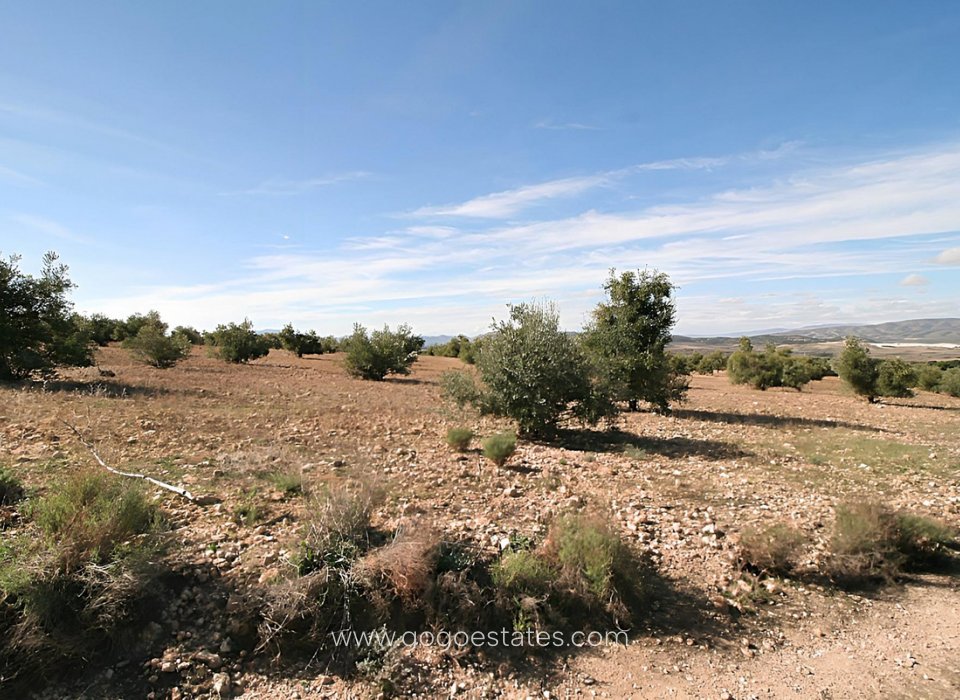 Venta - Parcela - Terreno - Biar - Biar Centro