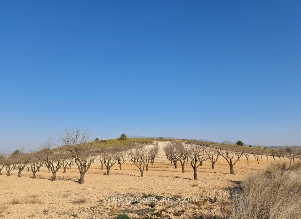 Venta - Parcela - Terreno - Jumilla - Jumilla Centro