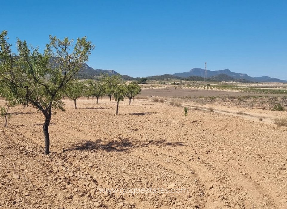 Venta - Parcela - Terreno - Jumilla - Jumilla Centro