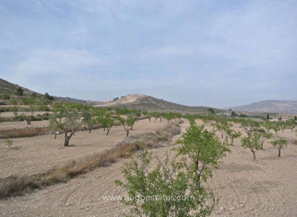 Venta - Parcela - Terreno - Jumilla - Jumilla Centro