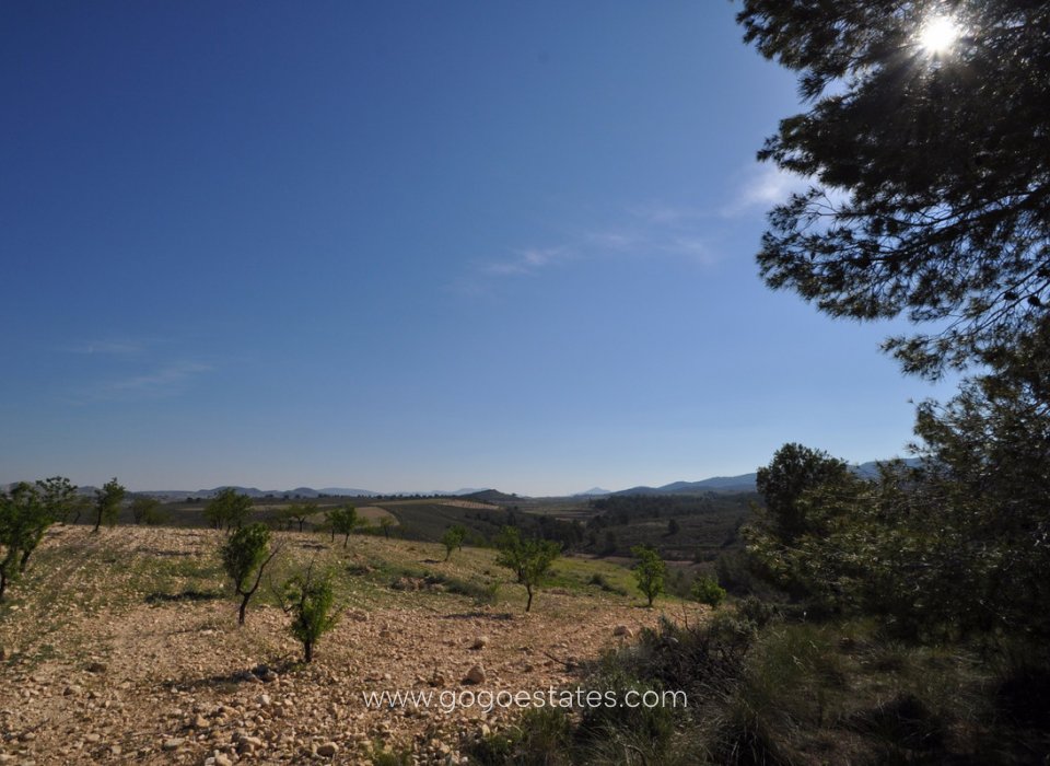 Venta - Parcela - Terreno - Jumilla - La Zarza